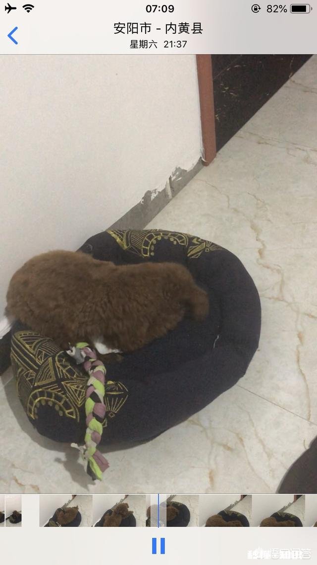 47天的泰迪可以洗澡吗