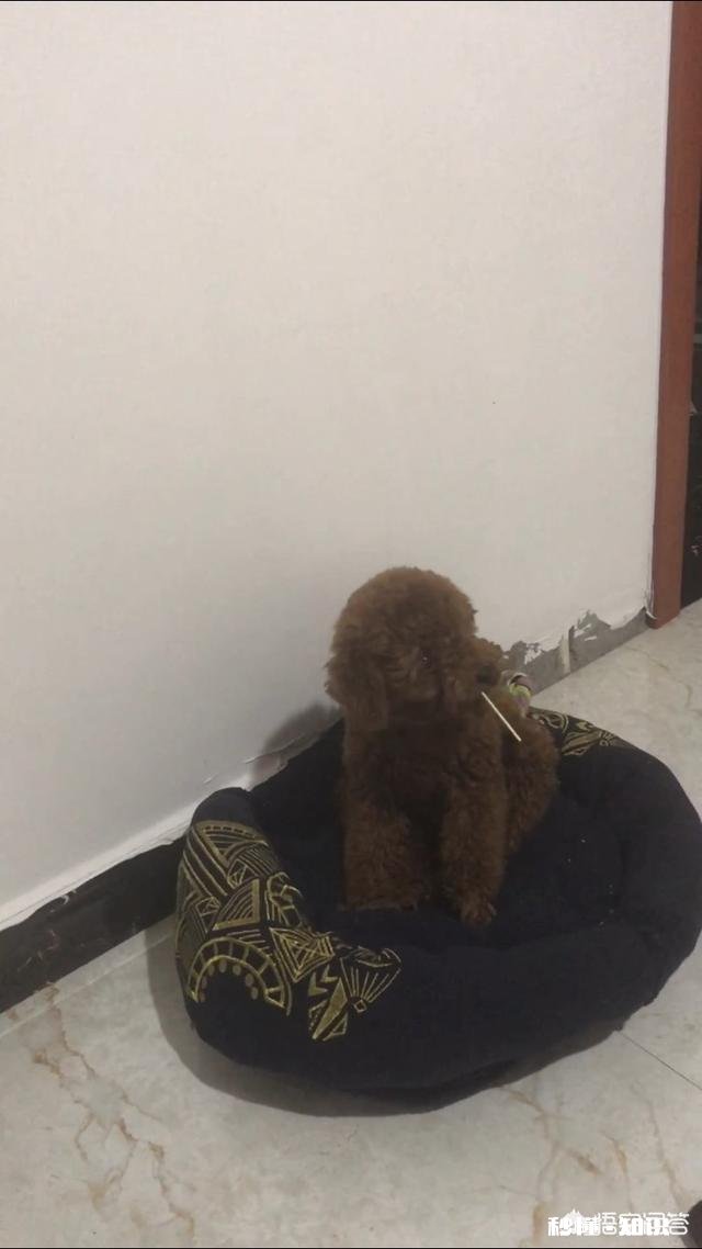 47天的泰迪可以洗澡吗