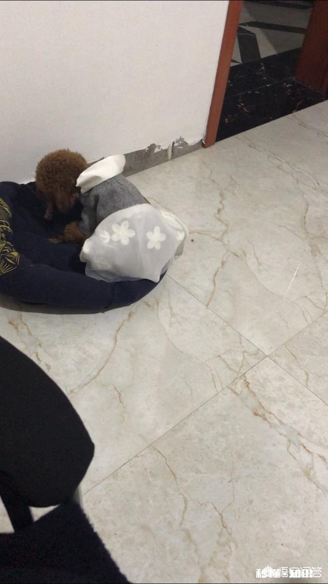 47天的泰迪可以洗澡吗