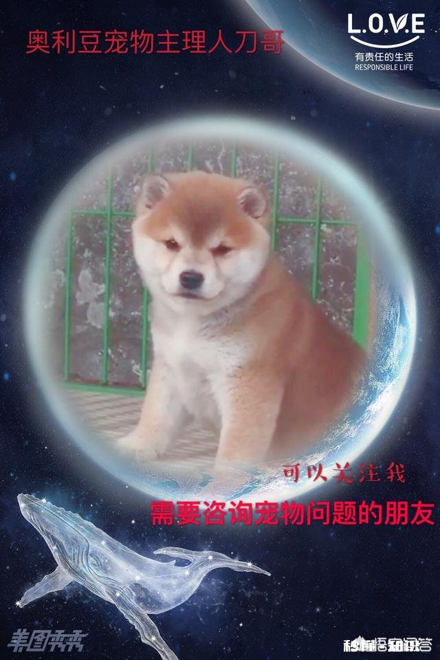 47天的泰迪可以洗澡吗