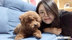 猫咪耳朵里的褐色分泌物是什么