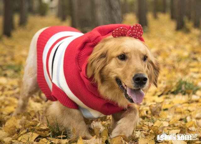 猫咪耳朵里的褐色分泌物是什么