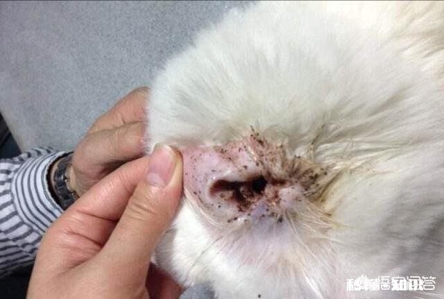 猫咪耳朵里的褐色分泌物是什么