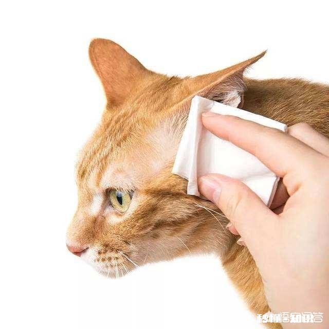 猫咪耳朵里的褐色分泌物是什么