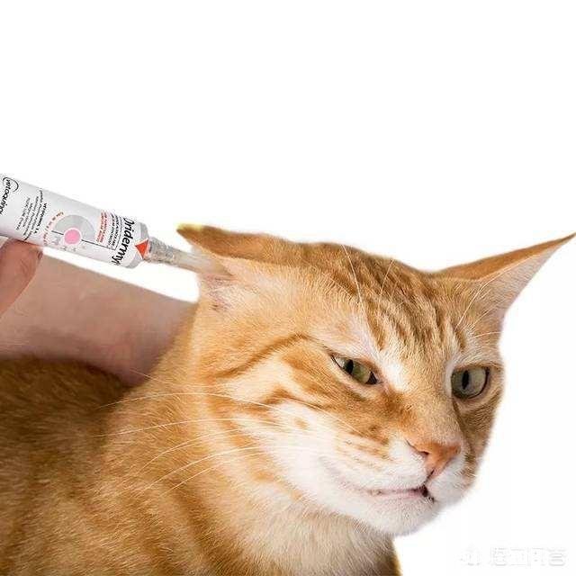 猫咪耳朵里的褐色分泌物是什么