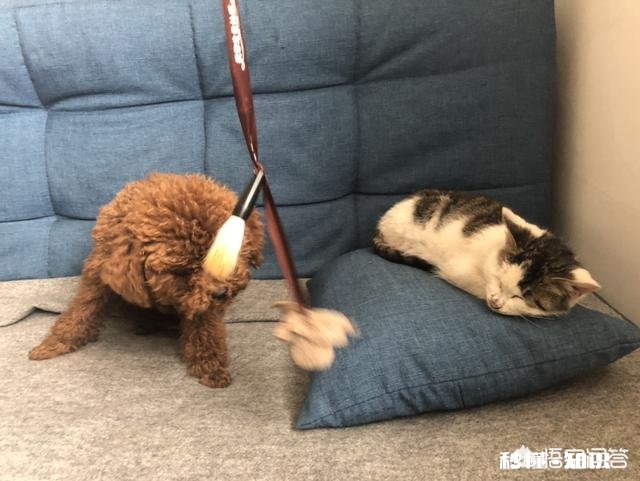 泰迪耳朵长期有耳螨有什么危害