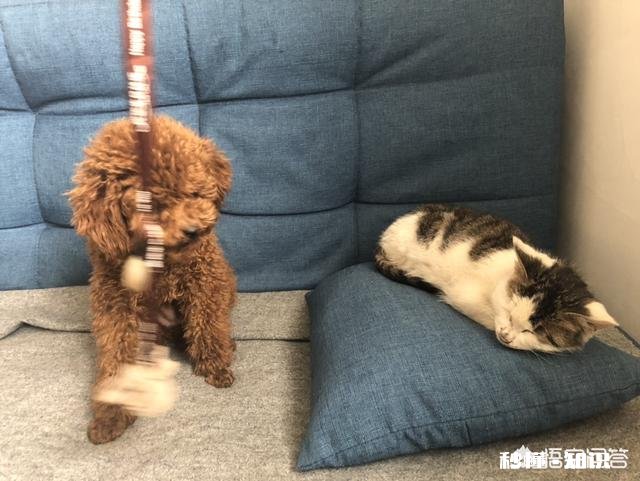 泰迪耳朵长期有耳螨有什么危害