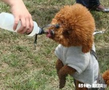 泰迪耳朵长期有耳螨有什么危害