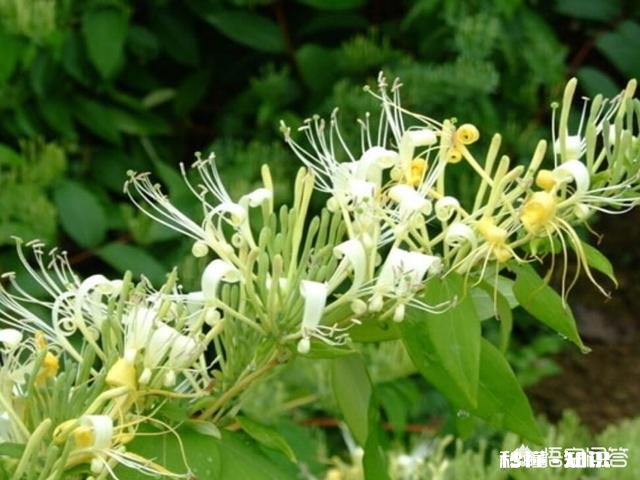 四岁小孩能喝金银花茶吗