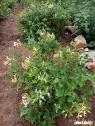 四岁小孩能喝金银花茶吗