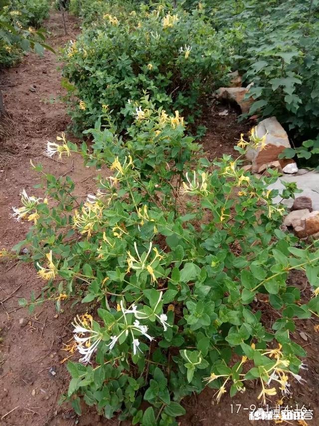 四岁小孩能喝金银花茶吗