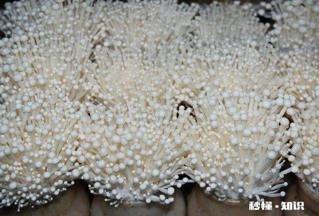 如何培植出高产优质的金针菇