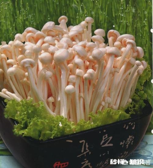 如何培植出高产优质的金针菇