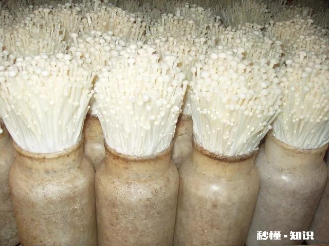 如何培植出高产优质的金针菇