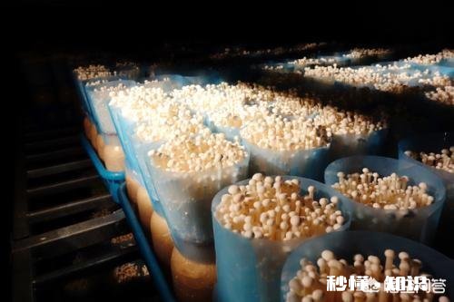 如何培植出高产优质的金针菇