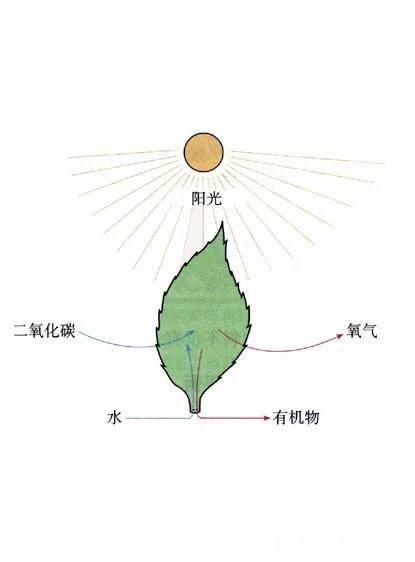 如何培植出高产优质的金针菇