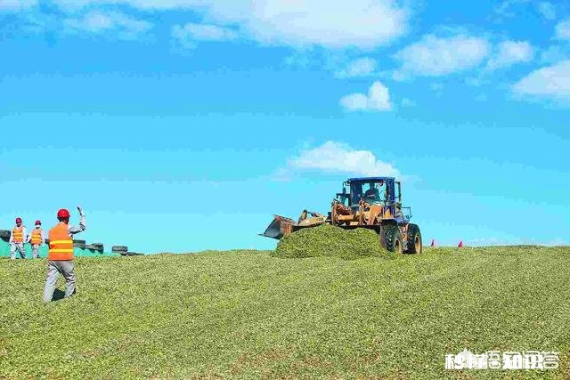 有人说，今年农产品滞销，农村养殖业也面临类似问题，那么三农发展的出路在哪里