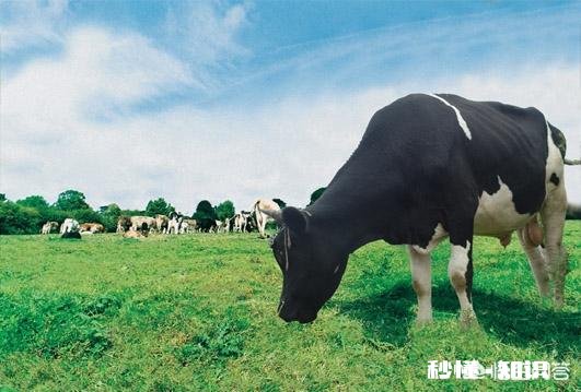 有人说，今年农产品滞销，农村养殖业也面临类似问题，那么三农发展的出路在哪里