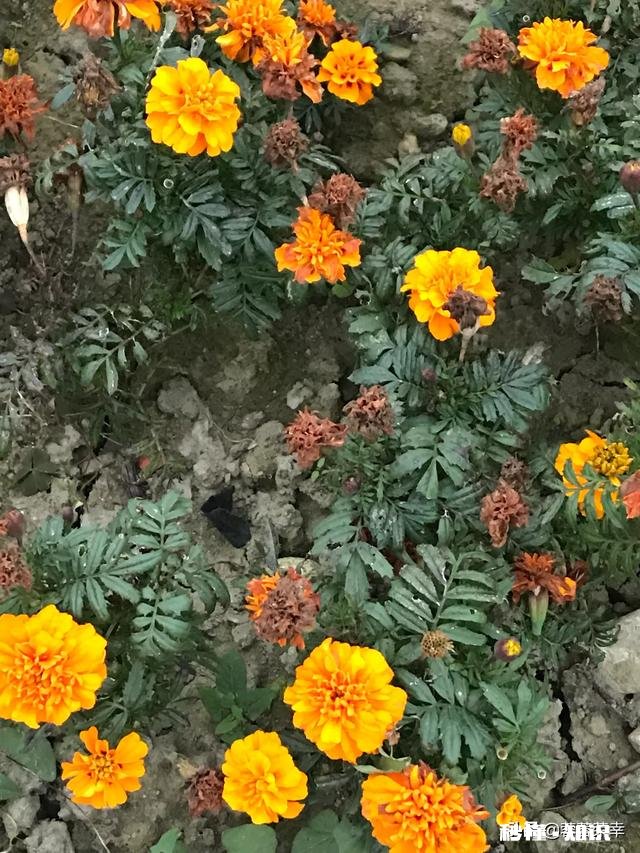 忧郁症的到底是怎样才会导致的病