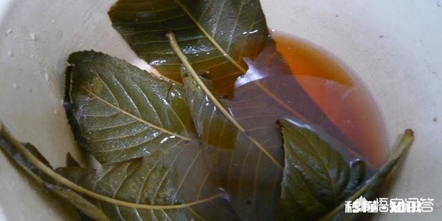 化痰的食疗方法有哪些