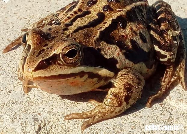 南方有哪些东西可以吓到北方