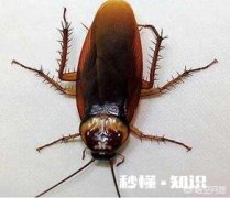 南方有哪些东西可以吓到北方