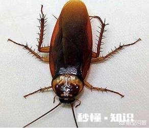 南方有哪些东西可以吓到北方