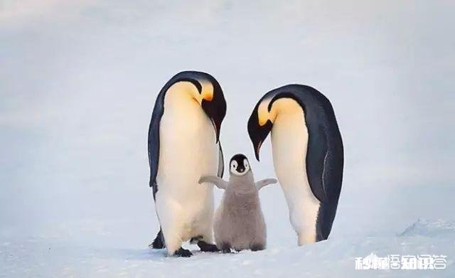 老婆的侄女有病，我们之前已经给了钱了。现在老丈人又问我们要钱怎么办