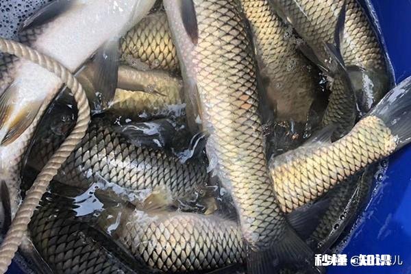 如何改善鱼塘水质