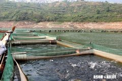 如何改善鱼塘水质