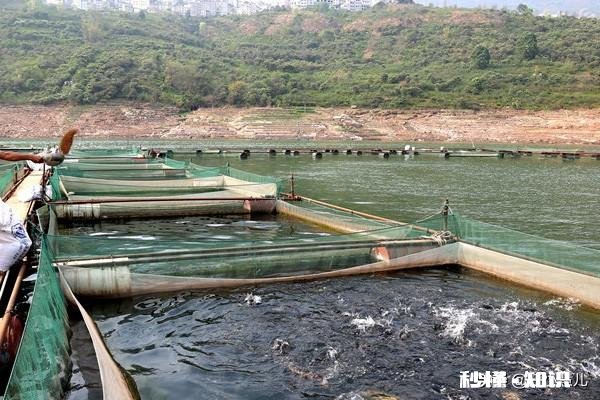 如何改善鱼塘水质