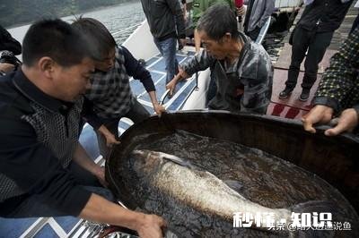 如何改善鱼塘水质