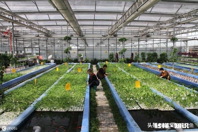 如何改善鱼塘水质