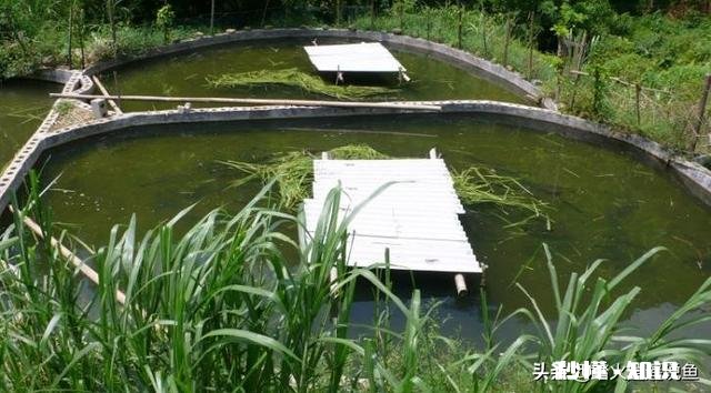 如何改善鱼塘水质
