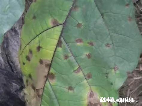 茄子叶子两面黄点是什么病