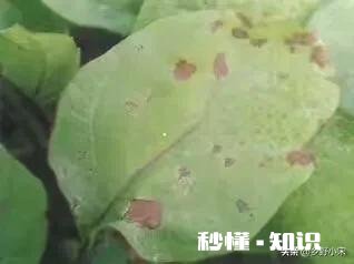 茄子叶子两面黄点是什么病