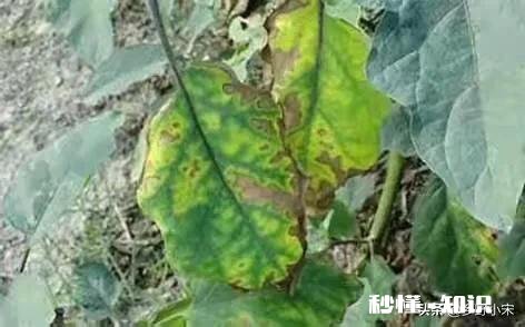 茄子叶子两面黄点是什么病