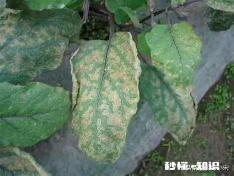茄子叶子两面黄点是什么病