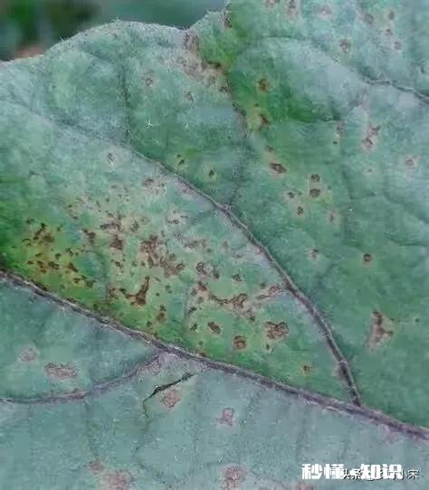 茄子叶子两面黄点是什么病