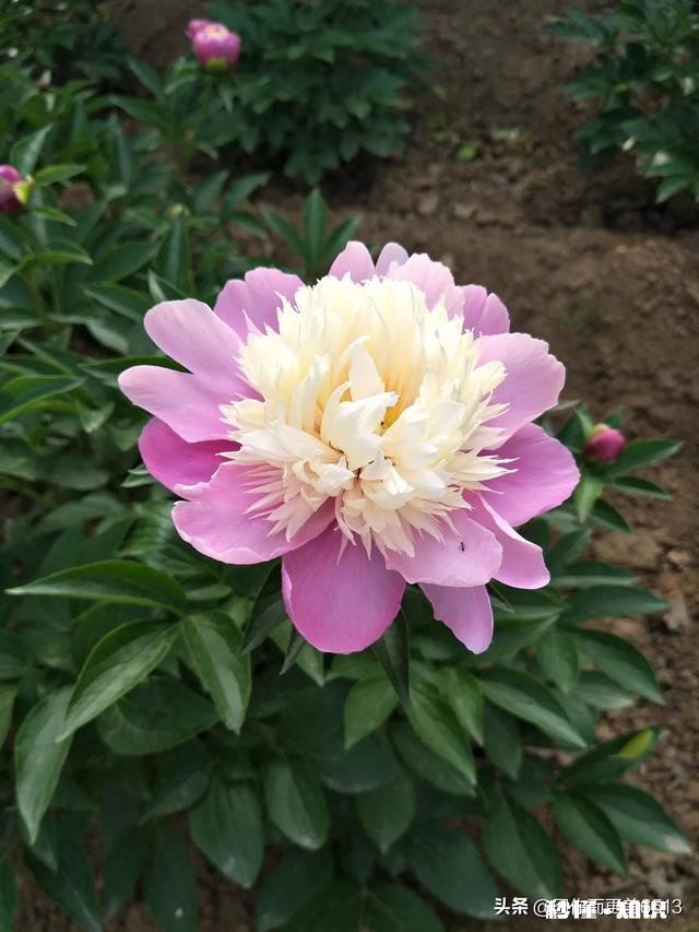 如果有一天，我们内心不再开心，蒙上那层黑暗雾霾，能否还能重见光明