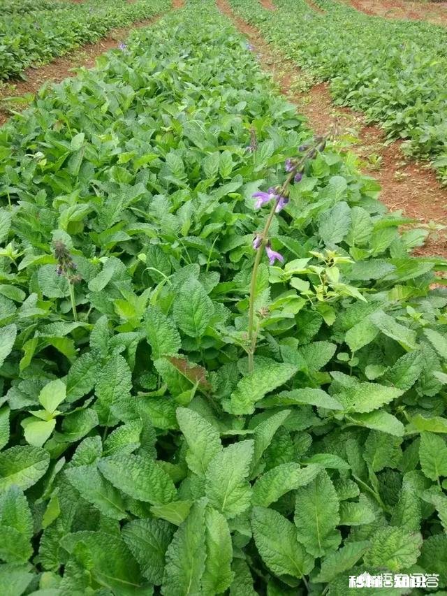 农村人种植中药材成本较高，高投入能换来高效益吗