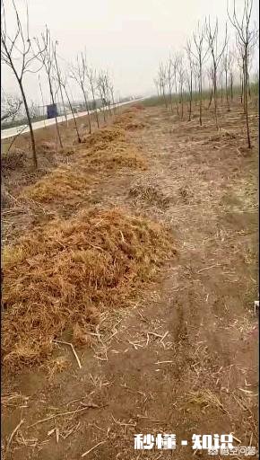 农村人种植中药材成本较高，高投入能换来高效益吗