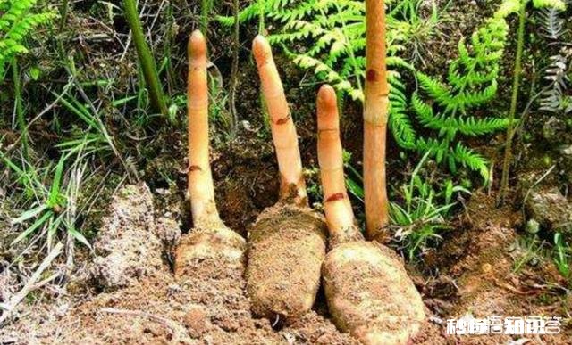 农村人种植中药材成本较高，高投入能换来高效益吗