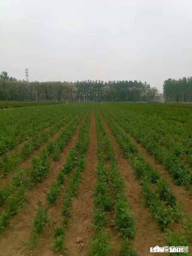 农村人种植中药材成本较高，高投入能换来高效益吗