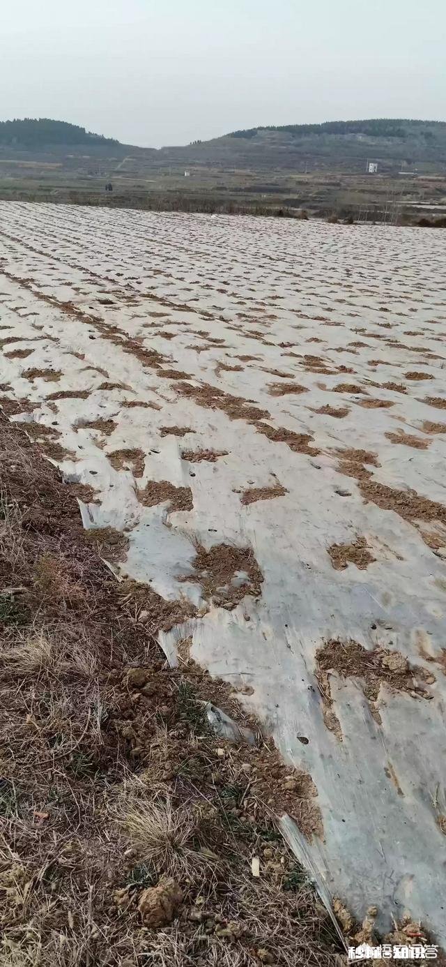 农村人种植中药材成本较高，高投入能换来高效益吗