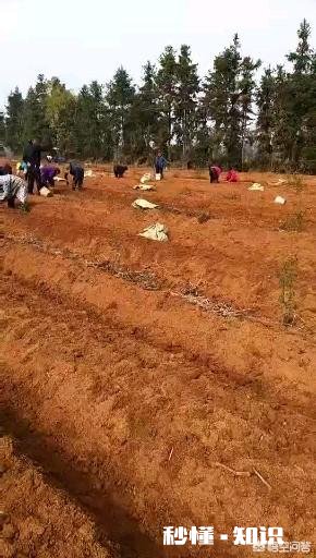 农村人种植中药材成本较高，高投入能换来高效益吗