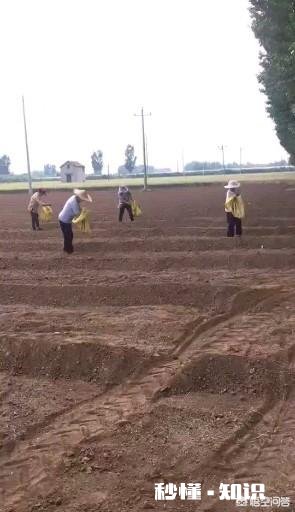 农村人种植中药材成本较高，高投入能换来高效益吗