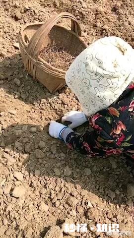 农村人种植中药材成本较高，高投入能换来高效益吗