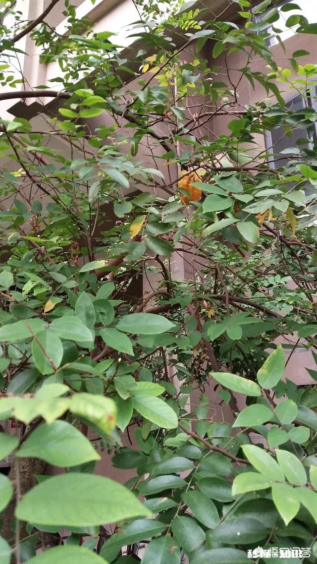 你在近期收到过哪些来自远方的新年问候