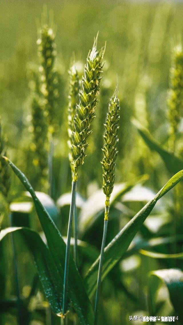 有哪些带有绿字的诗句